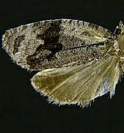 Apotomis deceptana