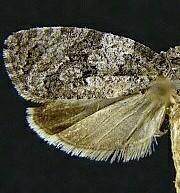 Apotomis deceptana