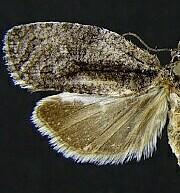 Apotomis deceptana