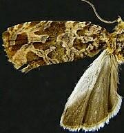 Olethreutes hippocastanum