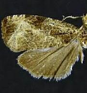 Olethreutes corylana