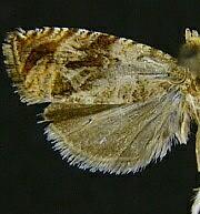 Olethreutes melanomesum