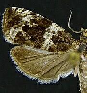 Olethreutes valdanum