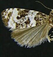 Olethreutes polluxana