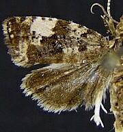 Olethreutes costimaculana