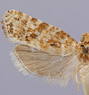 Retinia arizonensis