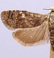 Retinia metallica