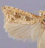 Pelochrista daemonicana