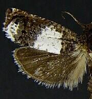 Epiblema scudderiana