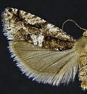 Chimoptesis chrysopyla