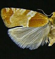 Epinotia castaneana