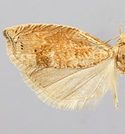 Epinotia improvisana