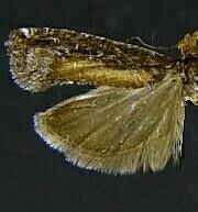 Epinotia n. sp. 1