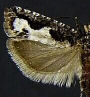 Epinotia columbia