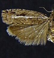 Epinotia crenana