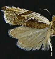 Ancylis columbiana