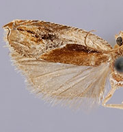 Ancylis definitivana