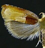 Ancylis divisana