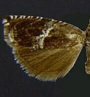 Ancylis albafascia