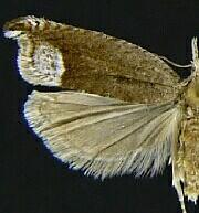 Ancylis tineana