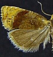 Eucosmomorpha albersana