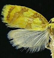 Acleris albicomana