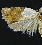 Acleris maculidorsana