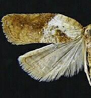 Acleris maculidorsana