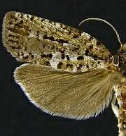 Choristoneura occidentalis