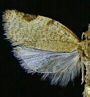 Clepsis virescana