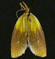 Sparganothis violaceana