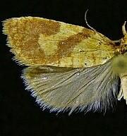 Sparganothis senecionana