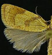 Sparganothis senecionana