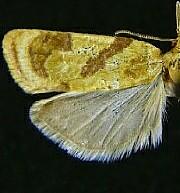 Sparganothis senecionana