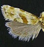 Aethes kindermanniana