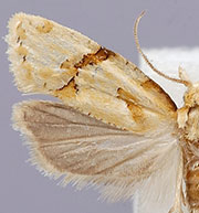 Aethes patricia