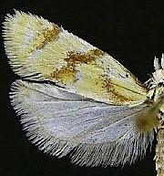 Phtheochroa aureoalbida