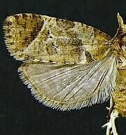 Phtheochroa birdana