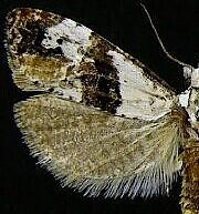 Phtheochroa huachucana