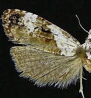 Phtheochroa huachucana