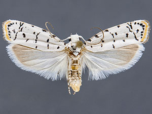 Ethmia davisella