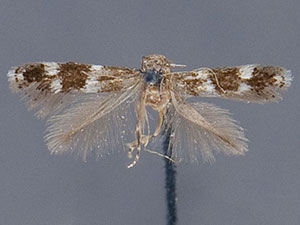 Elachista illectella