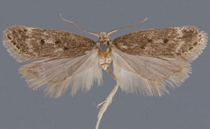 Bryotropha gemella