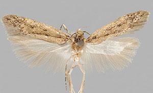 Bryotropha altitudophila