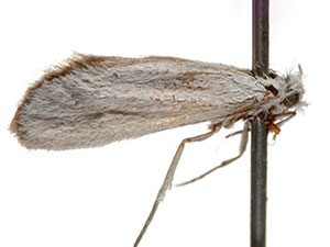 Pliniaca sparsisquamella
