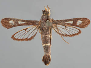 Synanthedon bibionipennis