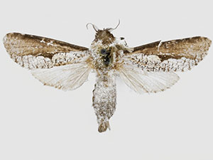Brypoctia ramuscula