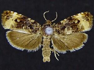 Endothenia gentianaeana