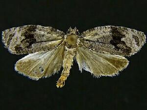 Apotomis deceptana