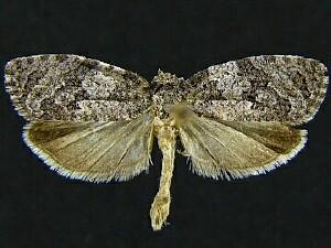 Apotomis deceptana